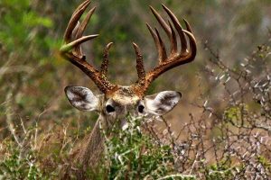 facts about hunting deer